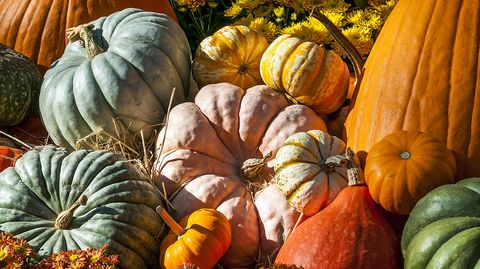 Kaum ein Gemüse ist so eng mit dem Herbst verbunden wie der Kürbis. Es gibt ihn in vielen verschiedenen Sorten, und doch landet er meist als Suppe auf dem Teller. Dabei eignet er sich auch für viele andere, zum Beispiel süße Gerichte.