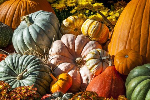 Kaum ein Gemüse ist so eng mit dem Herbst verbunden wie der Kürbis. Es gibt ihn in vielen verschiedenen Sorten, und doch landet er meist als Suppe auf dem Teller. Dabei eignet er sich auch für viele andere, zum Beispiel süße Gerichte.