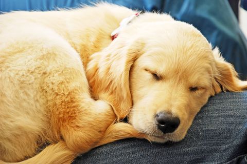 Süß! Gerade ältere Menschen profitieren von dem Geschäftsmodell - ein "Hund auf Zeit" hilft auch gegen die Einsamkeit im Alter.