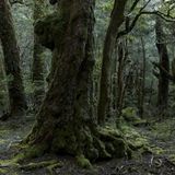 Tasmanien ist der kleinste Bundesstaat Australiens, doch er hat Großes zu bieten: Auf der südlich von Australien gelegenen Insel, einst ein Sträflingslager, ist noch Wildnis zu erleben. Die Landschaften sind abwechslungsreich: von weißen Traumstränden, über Bergseen bis hin zu den Regenwäldern im Nordwesten der Insel.