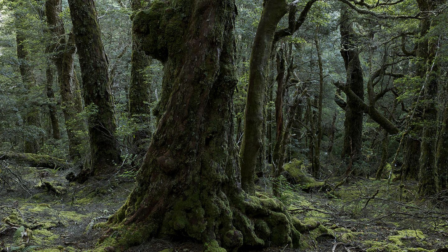 Tasmanien ist der kleinste Bundesstaat Australiens, doch er hat Großes zu bieten: Auf der südlich von Australien gelegenen Insel, einst ein Sträflingslager, ist noch Wildnis zu erleben. Die Landschaften sind abwechslungsreich: von weißen Traumstränden, über Bergseen bis hin zu den Regenwäldern im Nordwesten der Insel.