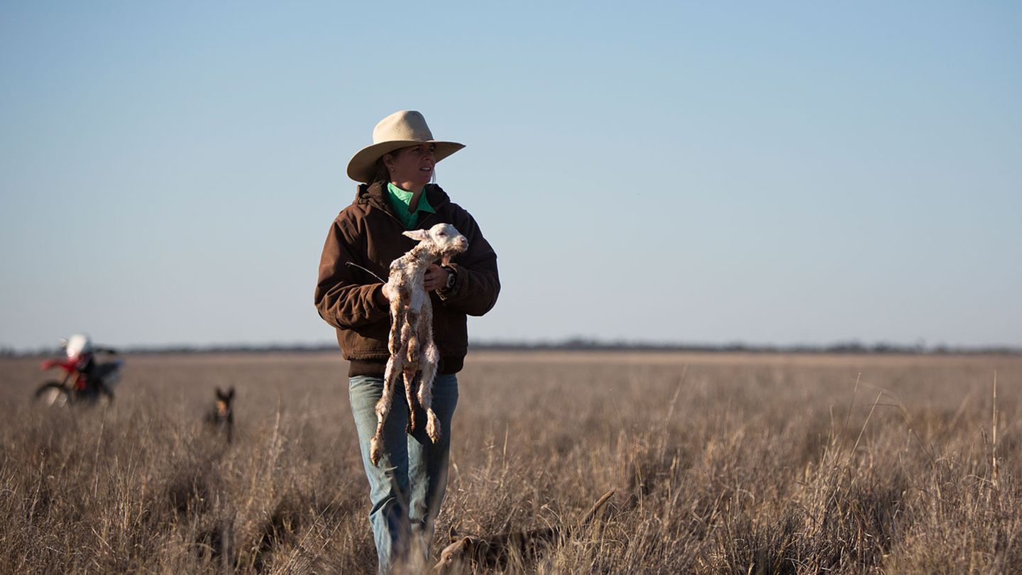 Mit dem Pferd oder Geländemotorrad ist Catherine schnell zur Stelle: Einige der 1800 Lämmer brauchen durchaus eine Starthilfe.
