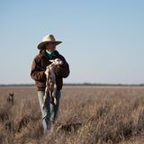 Mit dem Pferd oder Geländemotorrad ist Catherine schnell zur Stelle: Einige der 1800 Lämmer brauchen durchaus eine Starthilfe.