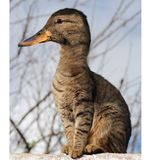 Ente auf Samtpfoten: Leider existiert dieses Wesen nur als Photoshop-Montage. Geschaffen wurde es von einem Künstler mit dem Pseudonym Quebectango. Seit neun Jahren kreuzt er mit Maus, Tastatur und Photoshop verschiedene Tierarten, sein erstes Fantasiegeschöpf war eine Mischung aus Streifenhörnchen und Russell Terrier. Mittlerweile hat er mehr als 130 Photoshop-Tiere erschaffen, darunter das oben gezeigte Bild der Katzente.  "Manchmal sehe ich einfach das Bild eines Tieres, wenn ich im Netz surfe und denke mir 'Wie würde es mit einem Otter-Gesicht aussehen?' und dann verbringe ich die nächste halbe Stunde damit, es herauszufinden, sagt der Künstler. Für die meisten Tiere braucht er nur wenige Minute, ein paar Exemplare beschäftigen ihn aber für mehrere Stunden - etwa dieser Mix aus Katze und Hai.  Mehr Fantasietiere gibt es auf der Webseite oder dem Twitter-Account des Künstlers.