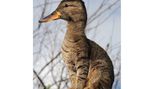 Ente auf Samtpfoten: Leider existiert dieses Wesen nur als Photoshop-Montage. Geschaffen wurde es von einem Künstler mit dem Pseudonym Quebectango. Seit neun Jahren kreuzt er mit Maus, Tastatur und Photoshop verschiedene Tierarten, sein erstes Fantasiegeschöpf war eine Mischung aus Streifenhörnchen und Russell Terrier. Mittlerweile hat er mehr als 130 Photoshop-Tiere erschaffen, darunter das oben gezeigte Bild der Katzente.  "Manchmal sehe ich einfach das Bild eines Tieres, wenn ich im Netz surfe und denke mir 'Wie würde es mit einem Otter-Gesicht aussehen?' und dann verbringe ich die nächste halbe Stunde damit, es herauszufinden, sagt der Künstler. Für die meisten Tiere braucht er nur wenige Minute, ein paar Exemplare beschäftigen ihn aber für mehrere Stunden - etwa dieser Mix aus Katze und Hai.  Mehr Fantasietiere gibt es auf der Webseite oder dem Twitter-Account des Künstlers.