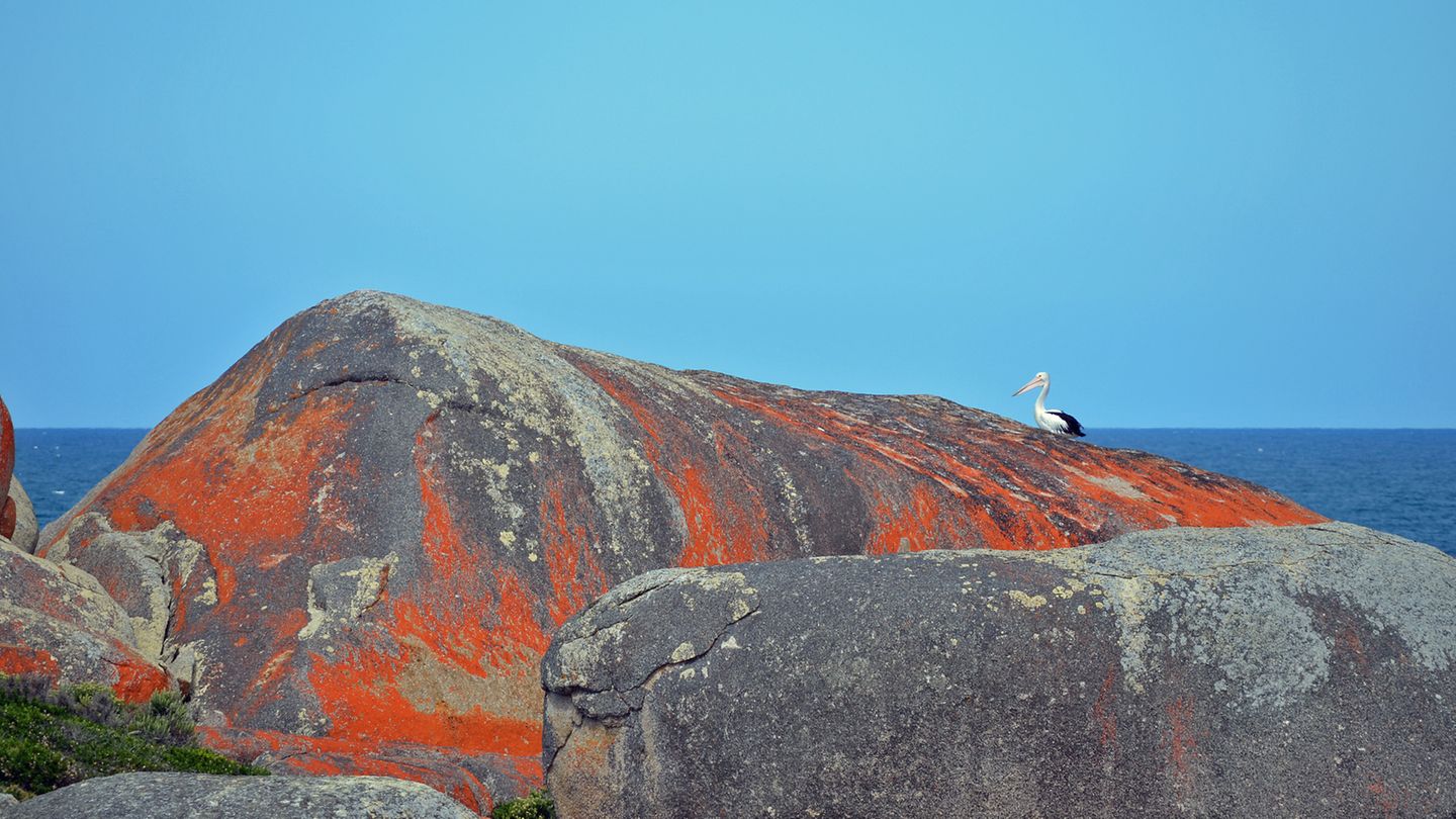 Über Jahrtausende hat die Brandung die riesigen Granitfelsen rund geschliffen. Die ungewöhnliche Farbkombination mit dem orangenen Bewuchs rührt von Flechten auf den Felsen her. Ein Pelikan hält Ausschau nach Beute im Wasser. Weiter draußen im Meer springen Delfine.