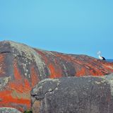 Über Jahrtausende hat die Brandung die riesigen Granitfelsen rund geschliffen. Die ungewöhnliche Farbkombination mit dem orangenen Bewuchs rührt von Flechten auf den Felsen her. Ein Pelikan hält Ausschau nach Beute im Wasser. Weiter draußen im Meer springen Delfine.