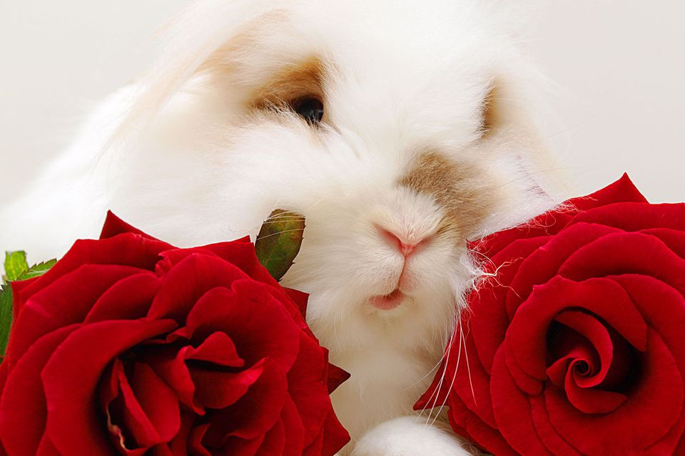 Valentinstag: 9 Gründe, warum Blumen total unromantisch sind
