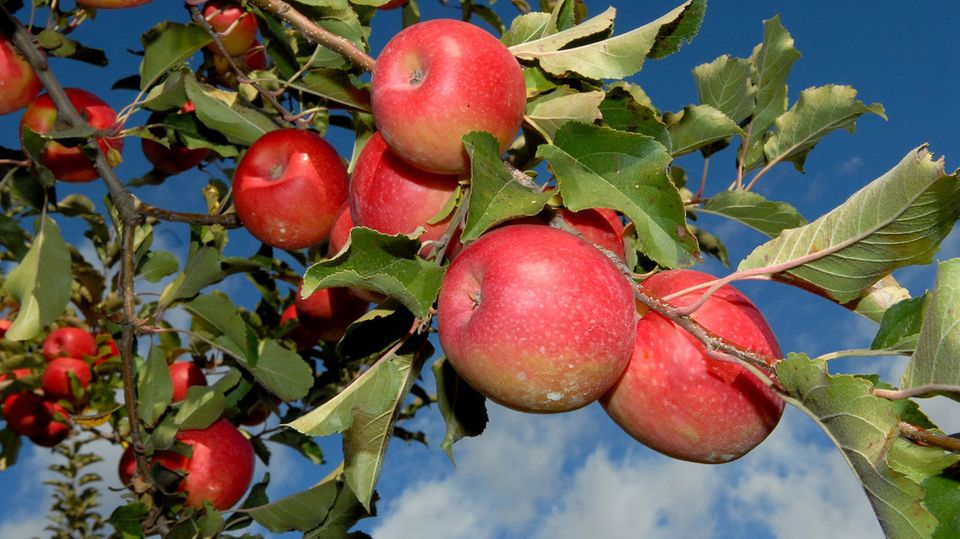 Allergiker vertragen heimische Obstsorten besser als neue Züchtungen