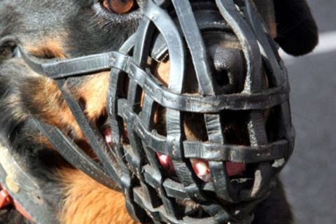 Immer wieder sorgen Hundeattacken auf Kleinkinder für blutige Zwischenfälle