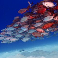 "Naturwunder Erde": Palau: Massenauflauf unter Wasser
