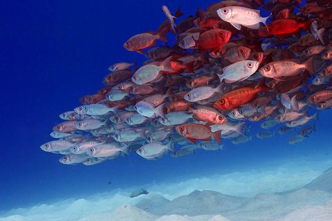 "Naturwunder Erde": Palau: Massenauflauf unter Wasser