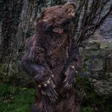 Im deutschen Wald treibt sich so manch zwielichtige Gestalt herum. Mensch oder Bär - das ist hier die Frage.