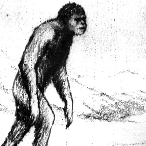 Diese Yeti-Skizze stammt vom sowjetischen Wissenschaftler A.G. Pronin, der behauptet dem Wesen im Jahr 1967 zwei Mal begegnet zu sein. Forscher entmystifizieren die affenähnliche Gestalt mit aktuellen Erkenntnissen.
