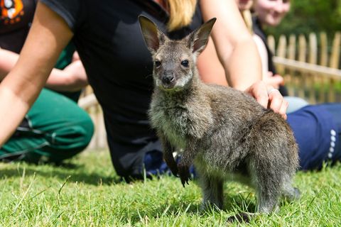 Mutterersatz im Zoo Neunkirchen: Das Känguru aus dem Jutebeutel