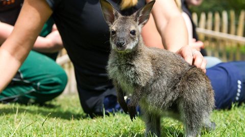 Mutterersatz im Zoo Neunkirchen: Das Känguru aus dem Jutebeutel