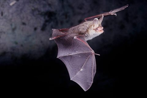 Der entdeckte Muskel bei Fledermäusen ist zwanzig Mal schneller als der schnellste Muskel eines Menschen