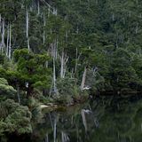 Der Bergsee unterhalb des Gipfels des Frenchmans Cap, eines Berges, der im Franklin Gordon Wild Rivers Nationalpark liegt. Das Klima ist in Tasmanien feucht-mild, die Vegetation sprießt üppig. Die Wälder im Nordwesten sind eine Mischung aus relativ jungen Eukalyptusbäumen und altehrwürdigen Baumarten. Im Osten sind vor allem Eukalyptuswälder zu finden.