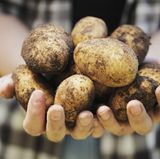 Auch die Kartoffel liegt nicht gern im Kalten. Denn: Die kalte Temperatur verwandelt die Stärke der Kartoffel in Zucker und man erhält eine süß-mehlige Knolle. Anstatt sie im Kühlschrank aufzubewahren, sollte man sie am besten in einer Papiertüte an einem kühlen (nicht kalten!) und dunklen Ort deponieren. Das Gleiche gilt auch für die Süßkartoffel.