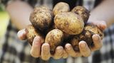Auch die Kartoffel liegt nicht gern im Kalten. Denn: Die kalte Temperatur verwandelt die Stärke der Kartoffel in Zucker und man erhält eine süß-mehlige Knolle. Anstatt sie im Kühlschrank aufzubewahren, sollte man sie am besten in einer Papiertüte an einem kühlen (nicht kalten!) und dunklen Ort deponieren. Das Gleiche gilt auch für die Süßkartoffel.