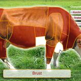 Da liegt sie, die Rinderbrust. Sie ist ein wirklich zäher Brocken. In der deutschen Küche kennt man das an Bindegewebe überreiche Stück daher vor allem als Suppenfleisch, aus dem das Aroma "herausgekocht" werden muss. Der begeisterte Griller mit einem Smoker im Garten sieht in der Rinderbrust hingegen einen zarten Hochgenuss. Wie kann das sein? Anstatt es zu zerkochen, rückt er dem "Brisket" über zwölf und mehr Stunden mit maximal 110 Grad Gartemperatur zu Leibe. Nur so wandelt sich das ansonsten kam kaubare Kollagen im Bindegewebe in Gelatine um. Appetitlicher ausgedrückt: Die Niedrige Temperatur macht auch das zäheste Stück Fleisch letztendlich zart.