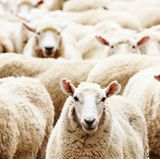 Schafe