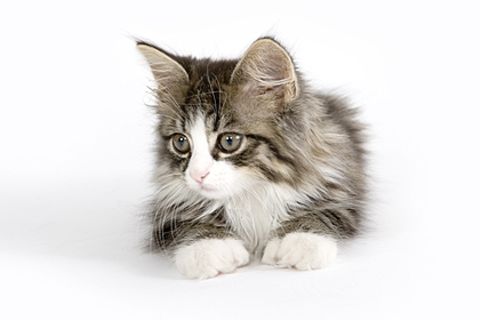 Kleine Katzen lösen beim Tierquäler Hempel keine Beschützerinstinkte aus