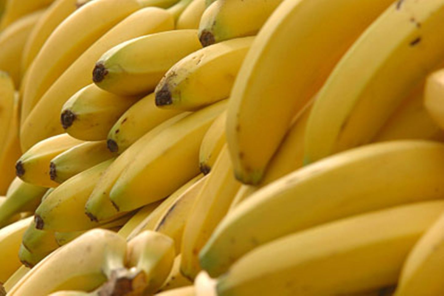 Schädlinge setzen Bananen sehr stark zu