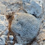 Noch heute ist die Insel ein lebender Organismus. Steinkorallen haben im Laufe von Jahrtausenden die Insel aus dem Meer wachsen lassen. Wer hier ins Wasser möchte, benötigt Plastikschuhe, um die Fußsohlen vor den scharfen Kanten zu schätzen. Die wenigen Stellen, wo man durch das seichte Wasser zur äußeren Riffkante gelangen kann, sind genau markiert, um keine wachsenden Korallen zu beschädigen.