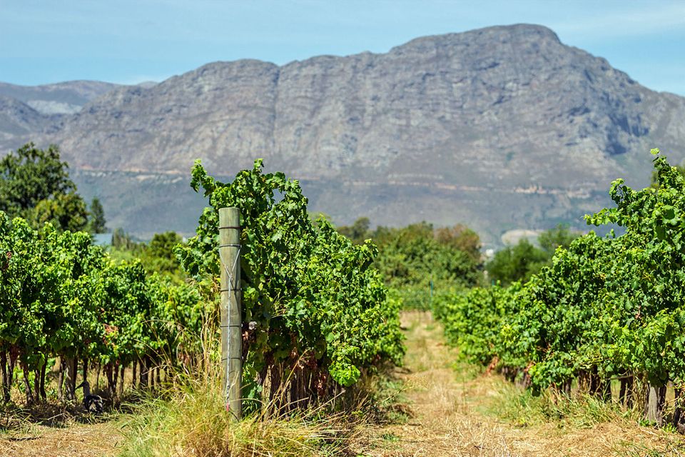 Wein-Wissen für Anfänger: Wein aus Übersee, also aus Südafrika, Südamerika, Australien oder USA funktioniert oft anders als der Weinanbau in Europa. Wein aus Übersee, also aus Südafrika, Südamerika, Australien oder USA funktioniert oft anders als der Weinanbau in Europa.
