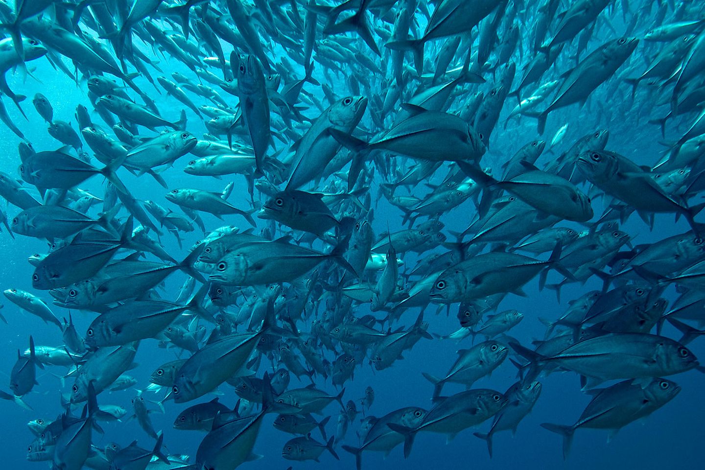 "Naturwunder Erde": Palau: Dabei braucht es noch nicht einmal den Klimawandel. Auch ohne diesen betreibt der Mensch seit Jahren Raubbau an den Weltmeeren: Der Welternährungsunion zufolge werden 57 Prozent der weltweiten Speisefischbestände bis an ihre Leistungsgrenze befischt, 30 Prozent gelten bereits heute als übermäßig ausgebeutet und erschöpft. Dabei braucht es noch nicht einmal den Klimawandel. Auch ohne diesen betreibt der Mensch seit Jahren Raubbau an den Weltmeeren: Der Welternährungsunion zufolge werden 57 Prozent der weltweiten Speisefischbestände bis an ihre Leistungsgrenze befischt, 30 Prozent gelten bereits heute als übermäßig ausgebeutet und erschöpft.