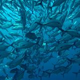 Dabei braucht es noch nicht einmal den Klimawandel. Auch ohne diesen betreibt der Mensch seit Jahren Raubbau an den Weltmeeren: Der Welternährungsunion zufolge werden 57 Prozent der weltweiten Speisefischbestände bis an ihre Leistungsgrenze befischt, 30 Prozent gelten bereits heute als übermäßig ausgebeutet und erschöpft.