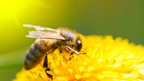 Honigbienen scheinen den früher einsetzenden Frühling zu ignorieren