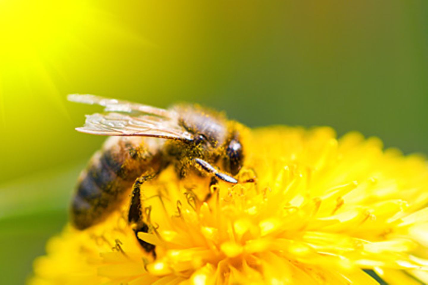 Honigbienen scheinen den früher einsetzenden Frühling zu ignorieren