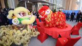 Chinesisches Eröffnungszeremonie vor dem Eingang: Zwei Löwen tanzen erst um und später auf einem runden Tisch. Dann verspeisen die Monster kleine Haufen von Silbermünzen und einen grünen Salatkopf – ein Ritual, das Glück und Wohlstand verspricht.