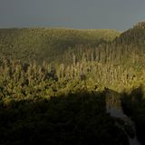 Die Konzerne begründen ihr Vorgehen damit, dass Eukalyptuswälder sich durch das Feuer regenerieren könnten. Für die Umweltschutzorganisation "Robin Wood" ist dies ein "Vorwand, um die kahlgeschlagenen Flächen von den ungeheuren Mengen an totem und zurückgelassenem Holz zu räumen". Auf das Konto der Holzfirmen gehen zudem Tausende tote Tiere jährlich. Denn Pflanzenfresser wie Opossums und Wallabies knabbern die kleinen Setzlinge an. Um das zu verhindern, wird um die neuen Plantagen herum Gift ausgestreut.