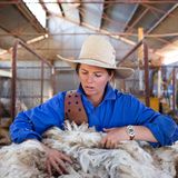 In den Berg geschorener Merinowolle greifen, der nach Lanolin riecht, dem natürlichen Wollwachs. Kritisch prüft Catherine die Qualität. Ein Schaf wirft vier bis fünf Kilo Wolle ab.