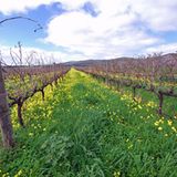 Australien gehört zu den zehn führenden Weinnationen. In den letzten zwei Jahrzehnten haben die Weine vom fünften Kontinent einen enormen Qualitätsschubs erfahren. Die meisten Winzer bauen ihre Reben zwischen dem 30. und 40. südlichen Breitengrad an, wo das Klima mit dem in Norditalien vergleich bar ist