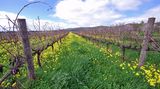 Australien gehört zu den zehn führenden Weinnationen. In den letzten zwei Jahrzehnten haben die Weine vom fünften Kontinent einen enormen Qualitätsschubs erfahren. Die meisten Winzer bauen ihre Reben zwischen dem 30. und 40. südlichen Breitengrad an, wo das Klima mit dem in Norditalien vergleich bar ist