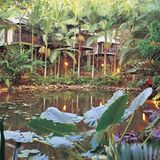 Queensland: Daintree Eco Lodge & Spa  Die Gäste der Daintree Eco Lodge & Spa schlafen auf Stelzen zwischen Palmwedeln. Im Restaurant des Baumhaushotels beraten Aborgines die Köche bei der Auswahl einheimischer Zutaten aus dem Regenwald. Die Kenntnisse der australischen Ureinwohner mit natürlichen Heilmethoden durch Pflanzen kommen auch im Spa-Bereich zur Anwendung.