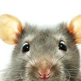 Ratten und das Rückwärtssprechen   Ob diese Erkenntnis am Selbstbewusstsein nagt? Juan Manuel Toro, Josep Trobalon und Núria Sebastián-Gallés von der Universität Barcelona untersuchten, wie es um das Sprachverständnis von Ratten bestellt ist. Ergebnis: Bereits gehörte Sätze können die Nager erkennen, es gelingt ihnen aber nicht, rückwärts gesprochenes Japanisch von rückwärts gesprochenem Holländisch zu unterscheiden. "Welche Implikationen dies für das Sprachverstehen beim Menschen habe, werde noch diskutiert", heißt es in dem Fachartikel. 2007 erhielten die Wissenschaftler für ihre Ergebnisse den Ig-Nobelpreis für Linguistik.
