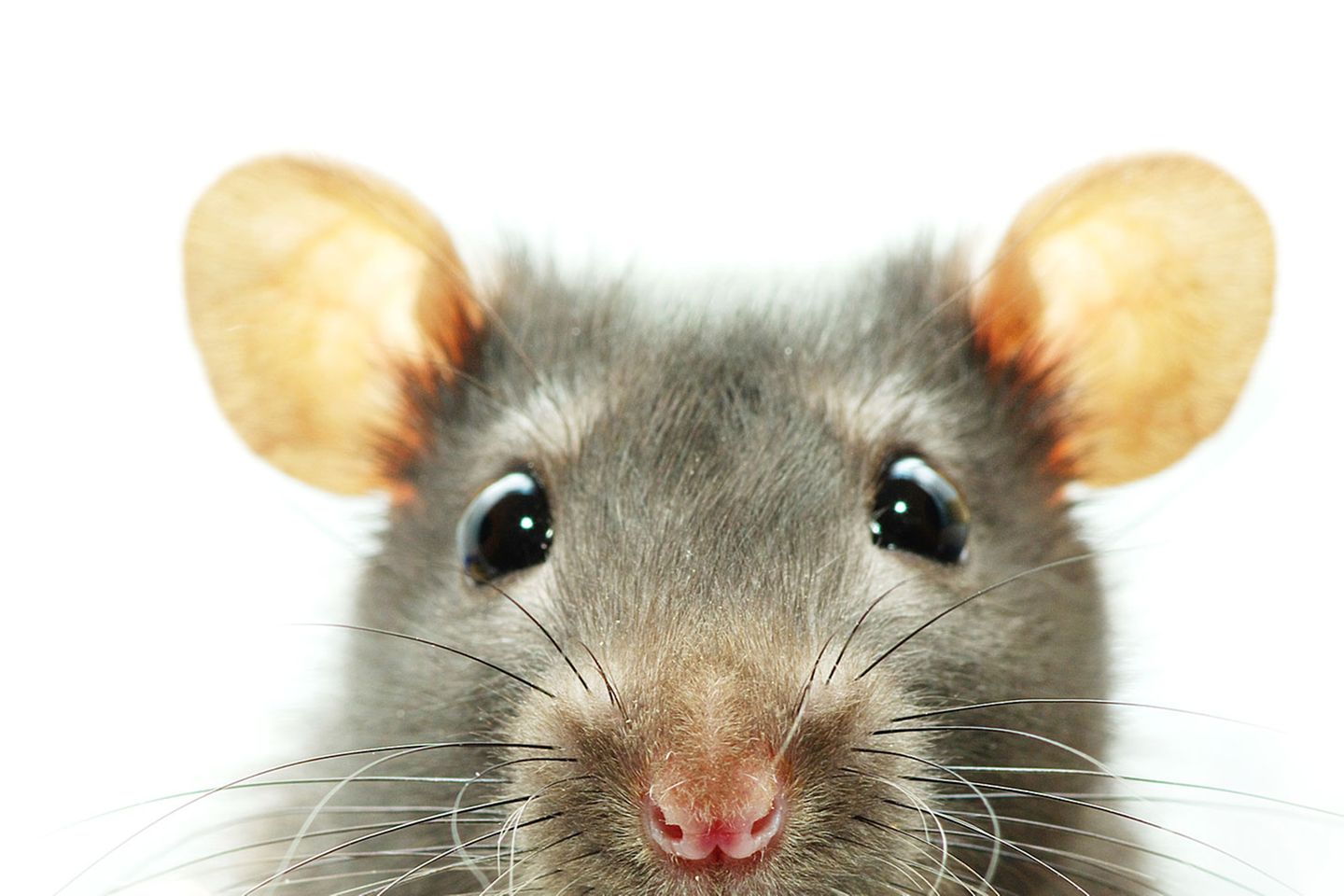 Kuriose Experimente: Ratten und das Rückwärtssprechen Ob diese Erkenntnis am Selbstbewusstsein nagt? Juan Manuel Toro, Josep Trobalon und Núria Sebastián-Gallés von der Universität Barcelona untersuchten, wie es um das Sprachverständnis von Ratten bestellt ist. Ergebnis: Bereits gehörte Sätze können die Nager erkennen, es gelingt ihnen aber nicht, rückwärts gesprochenes Japanisch von rückwärts gesprochenem Holländisch zu unterscheiden. "Welche Implikationen dies für das Sprachverstehen beim Menschen habe, werde noch diskutiert", heißt es in dem Fachartikel. 2007 erhielten die Wissenschaftler für ihre Ergebnisse den Ig-Nobelpreis für Linguistik. Ratten und das Rückwärtssprechen Ob diese Erkenntnis am Selbstbewusstsein nagt? Juan Manuel Toro, Josep Trobalon und Núria Sebastián-Gallés von der Universität Barcelona untersuchten, wie es um das Sprachverständnis von Ratten bestellt ist. Ergebnis: Bereits gehörte Sätze können die Nager erkennen, es gelingt ihnen aber nicht, rückwärts gesprochenes Japanisch von rückwärts gesprochenem Holländisch zu unterscheiden. "Welche Implikationen dies für das Sprachverstehen beim Menschen habe, werde noch diskutiert", heißt es in dem Fachartikel. 2007 erhielten die Wissenschaftler für ihre Ergebnisse den Ig-Nobelpreis für Linguistik.