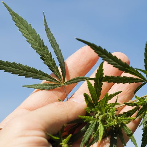 Anbau von Hanf zu therapeutischen Zwecken: Freigabe durch das Kölner Verwaltungsgericht geht nicht weit genug