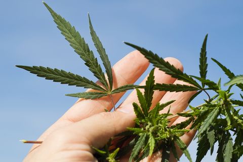 Anbau von Hanf zu therapeutischen Zwecken: Freigabe durch das Kölner Verwaltungsgericht geht nicht weit genug
