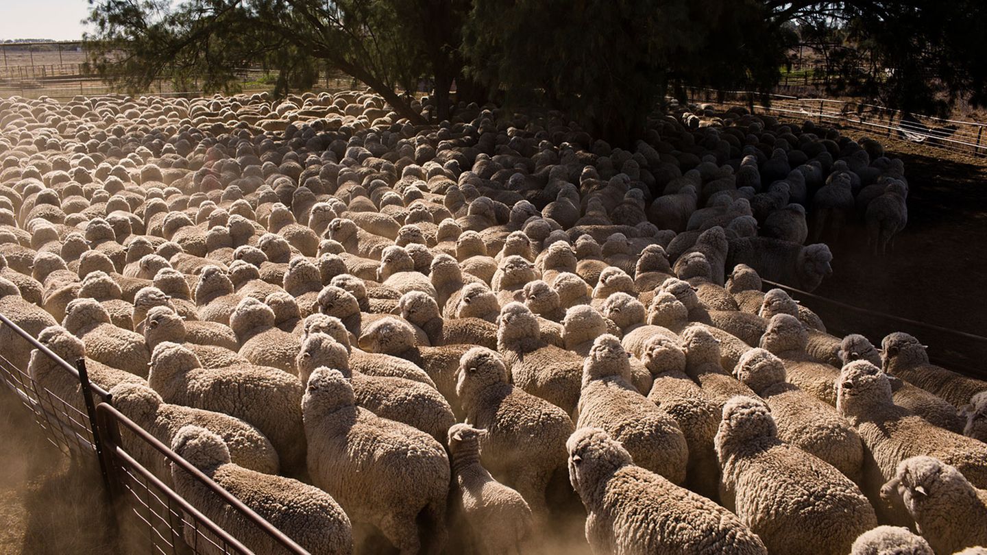 Ein wogendes Meer aus Fell und blökenden Tieren: Die Roberts besitzen rund 3500 Merino-Schafe. Ende August werden die Tiere zum Scheren zusammengetrieben.