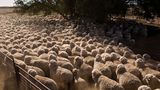 Ein wogendes Meer aus Fell und blökenden Tieren: Die Roberts besitzen rund 3500 Merino-Schafe. Ende August werden die Tiere zum Scheren zusammengetrieben.