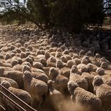 Ein wogendes Meer aus Fell und blökenden Tieren: Die Roberts besitzen rund 3500 Merino-Schafe. Ende August werden die Tiere zum Scheren zusammengetrieben.