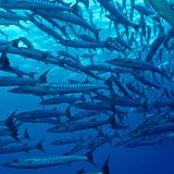 Allein durch ihre Musterung sehen diese Barrakudas gefährlich aus. Die langen Raubfische leben als Jungtiere in Schwärmen, im Erwachsenenalter sind sie eher Einzelgänger. Ausgewachsene Tiere, die bis zu zwei Meter Länge erreichen, können auch für den Menschen gefährlich werden. Ihre Bisse sind gefürchtet.