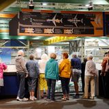 Auf der Zuschauergalerie: Das Boeing-Werk in Everett kann im Rahmen des Programms "Future of Flight" täglich besichtigt werden. In der Fabrikhalle werden neben dem Dreamliner auch die neuste Version des Jumbojets, der Boeing 747-8 intercontinental, und die Boeing 777 gefertigt.