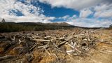 Die mehrere hundert Jahre alten Eukalyptus-Giganten werden in Sekunden gefällt und zu Holzschnitzeln zerhäkselt, die Flächen gerodet. Die Holzfirmen gehen dabei nicht zimperlich vor. Späne, Blattwerk und Äste, die nicht gebraucht werden, bleiben auf dem Boden liegen, bis sie getrocknet sind. Dann kommen Brandbeschleuniger zum Einsatz: Mit kontrollierten Bränden werden die Flächen gesäubert.